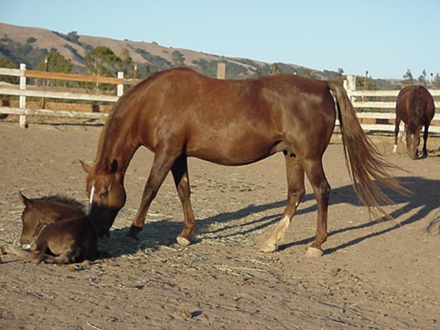 charmie