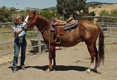 AQHA Gelding Langley